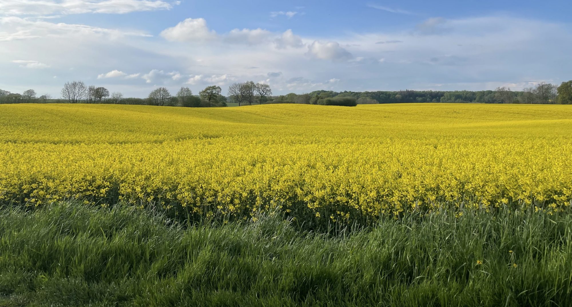 Fahrradverleih und Vermietung, Schlei